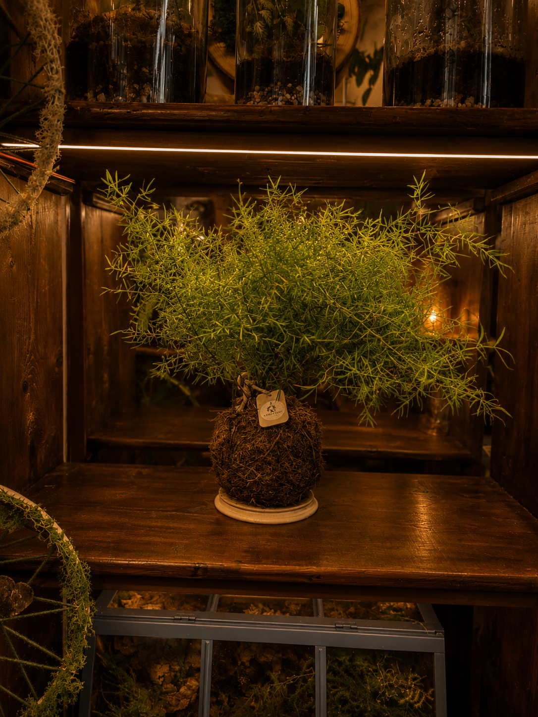 Kokedama Nuvola d'Asparagus: kokedama con piante vere, H 40 cm · Ø sfera 14 cm — arredo verde d'interni fatto a mano a Firenze